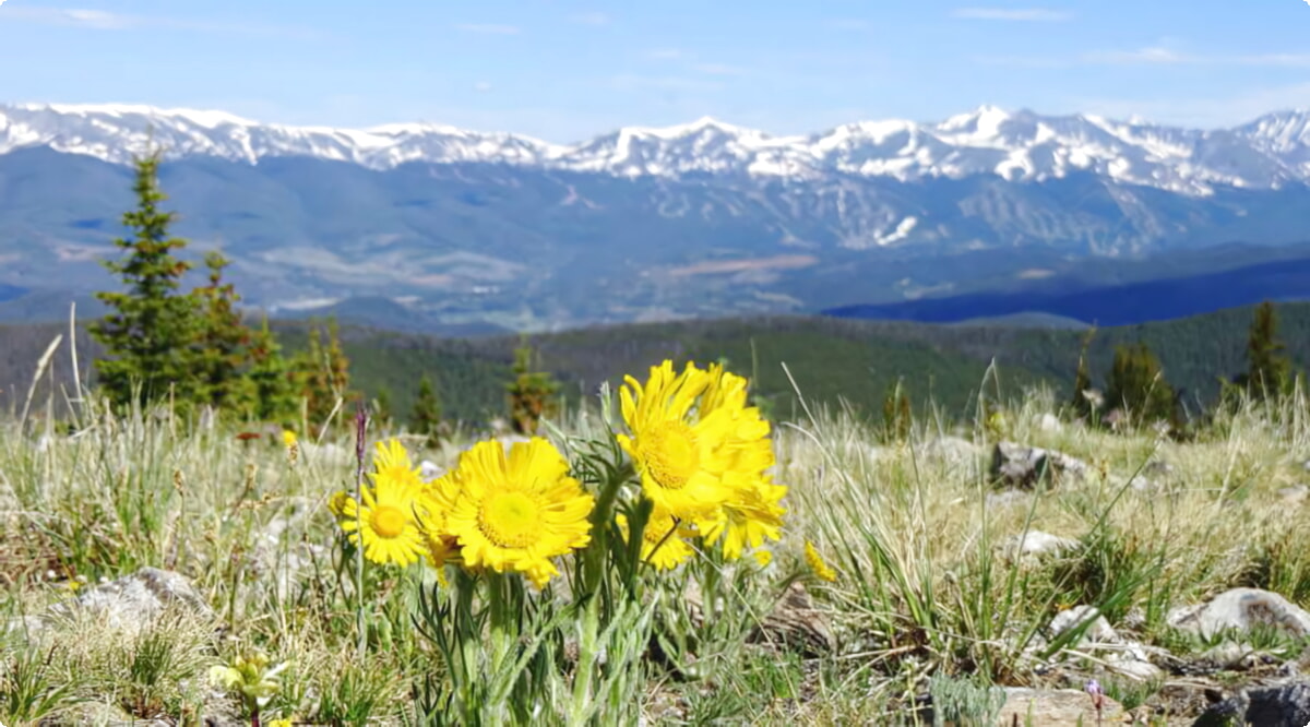 Quais são as escolhas de veículos mais populares em Pedra-chave?
